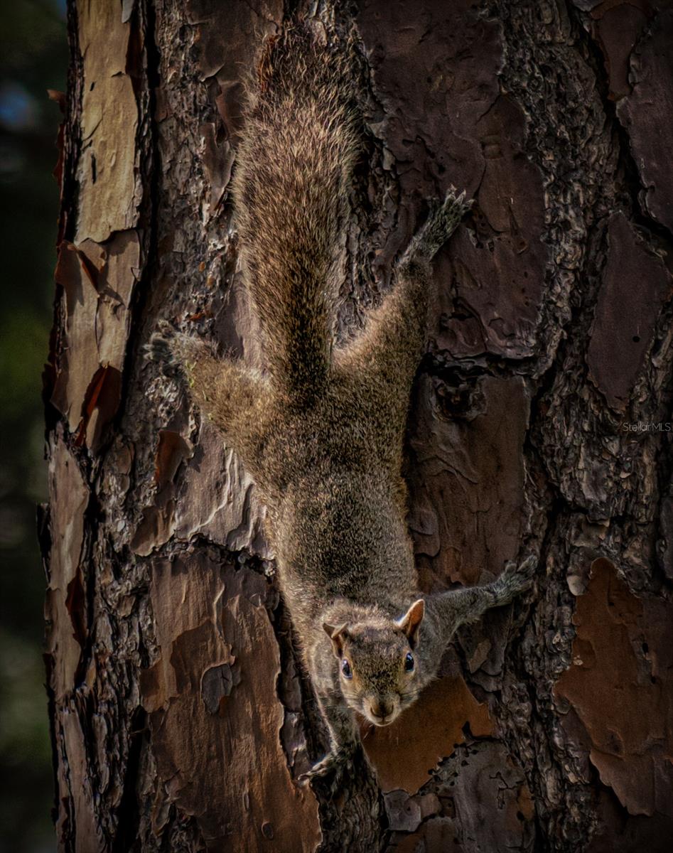 Wildlife shots from within the Five Towns Community