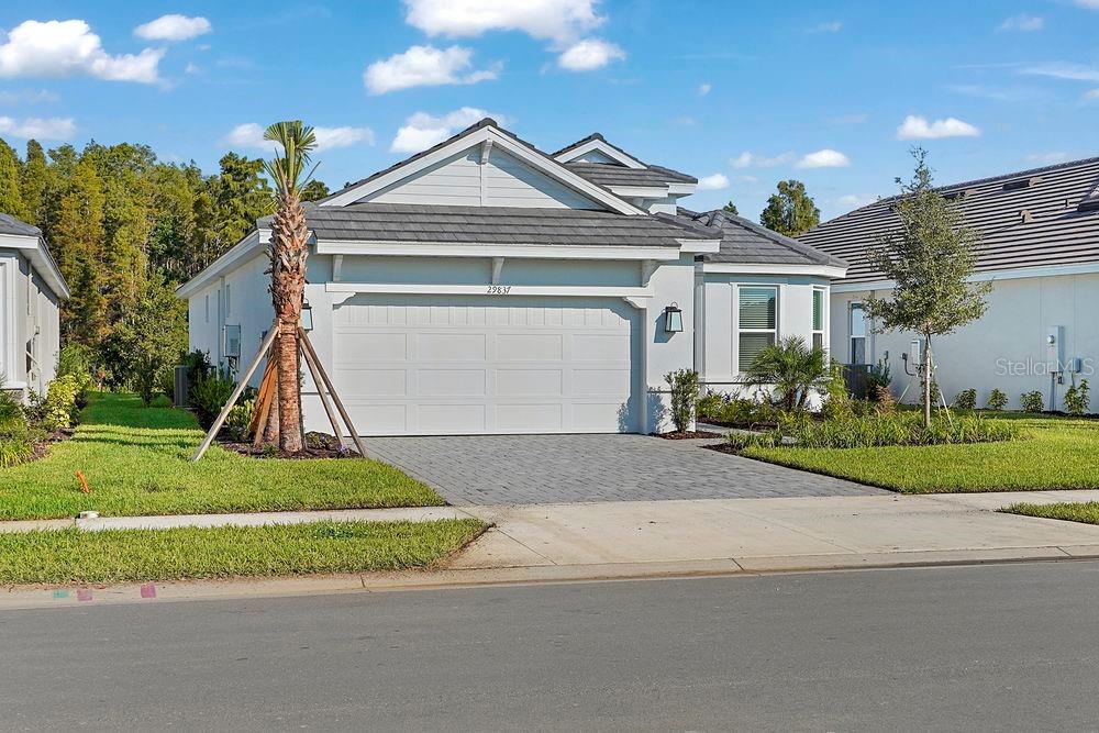 29837 Imperati ~ Ready Now