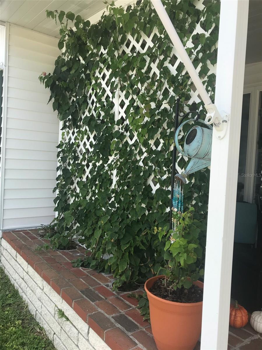 Jasmine at front of home.