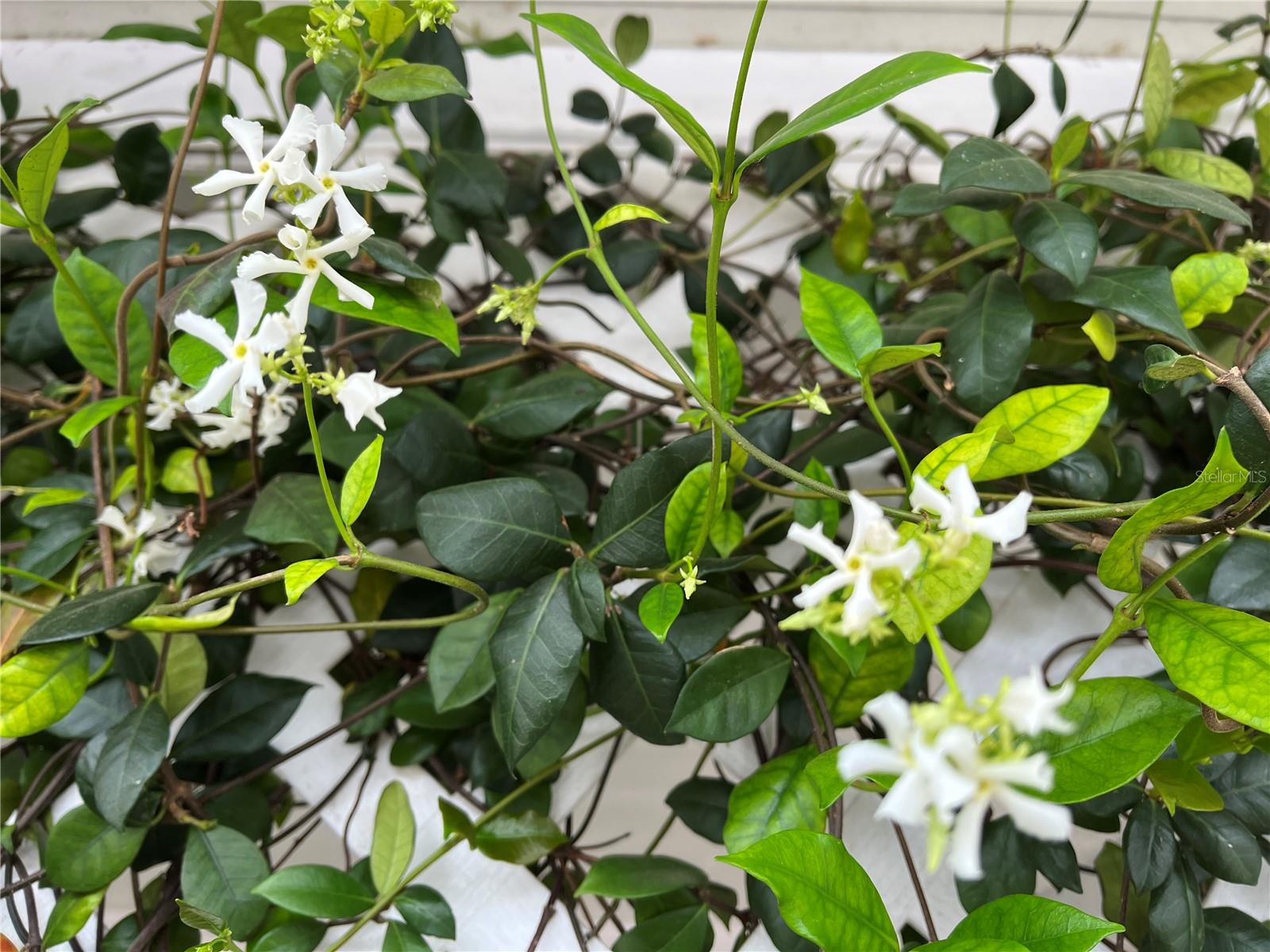 Jasmine at front door.