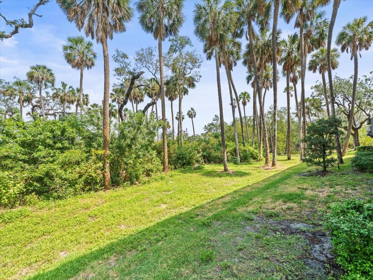 Backyard Area