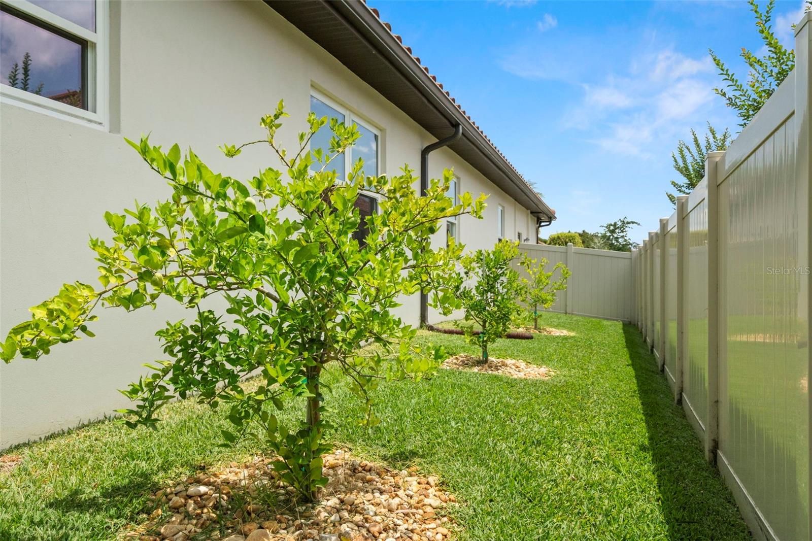 3 Fruit Trees !