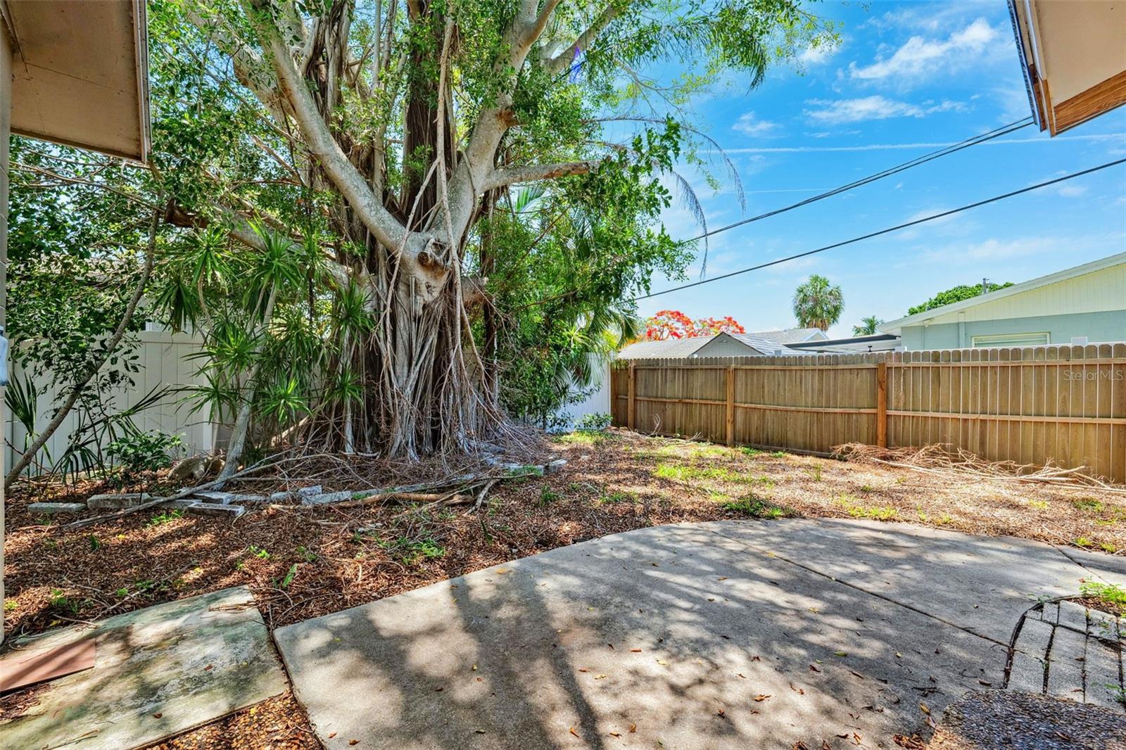 Banyan Tree