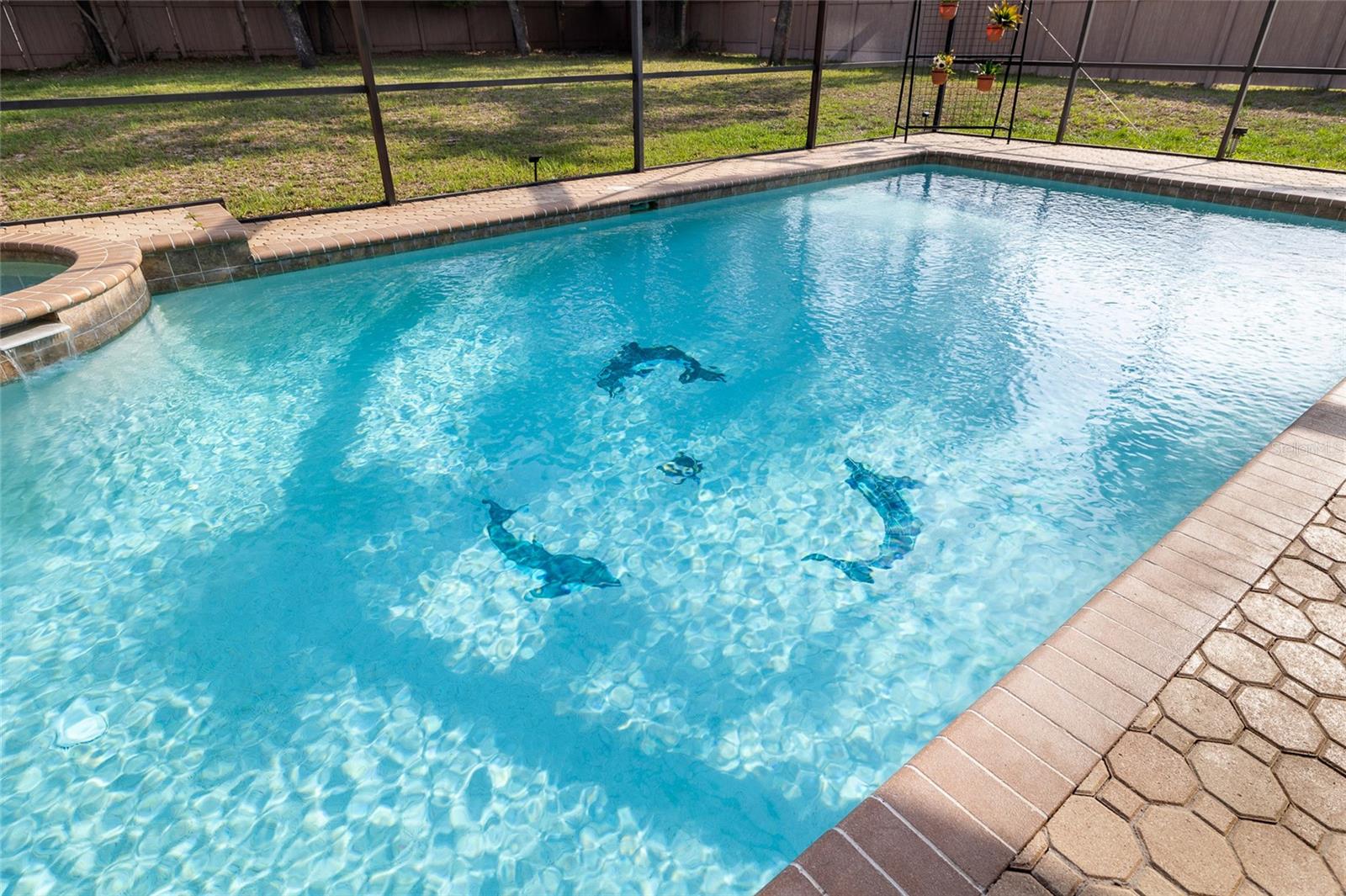 Swim with The Dolpins