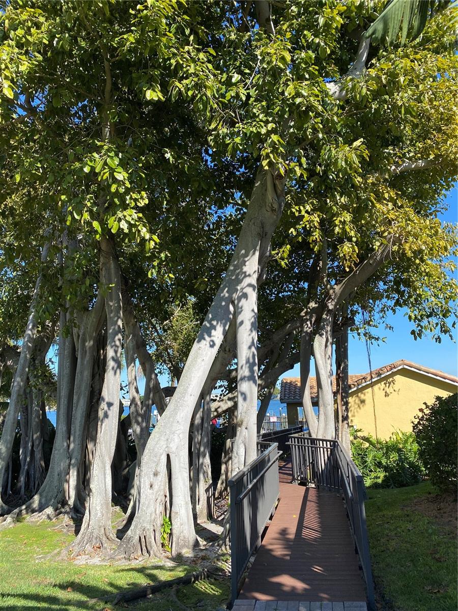 Walkway under the Banyan tree to the pool and waterfront