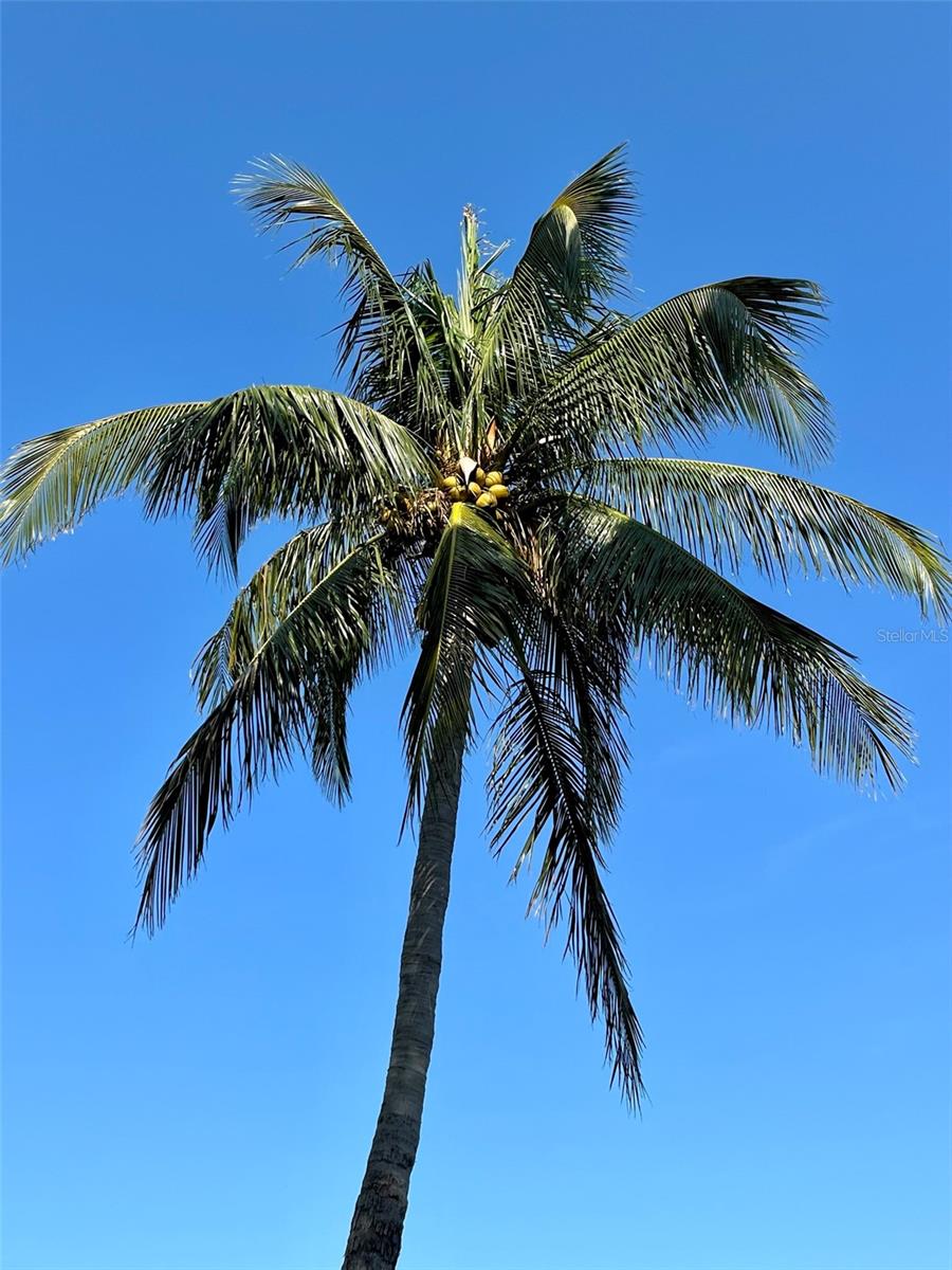 Coconuts anyone?