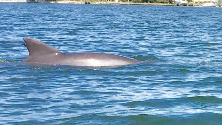 Dolphins every day, manatees too