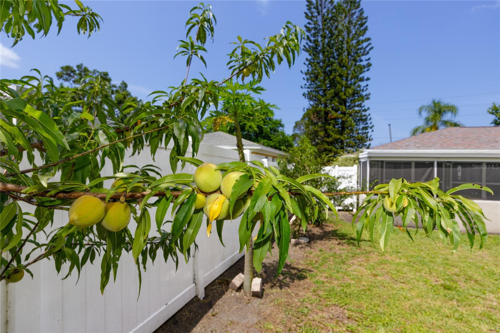 18 Fruit Trees Mango, Papaya, Banana, Avacado and MORE