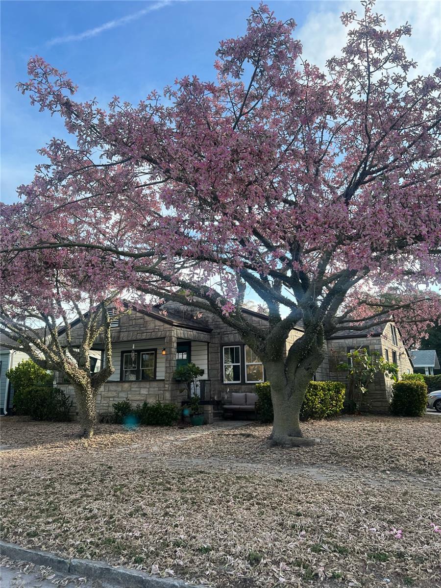 Trees in bloom October-December