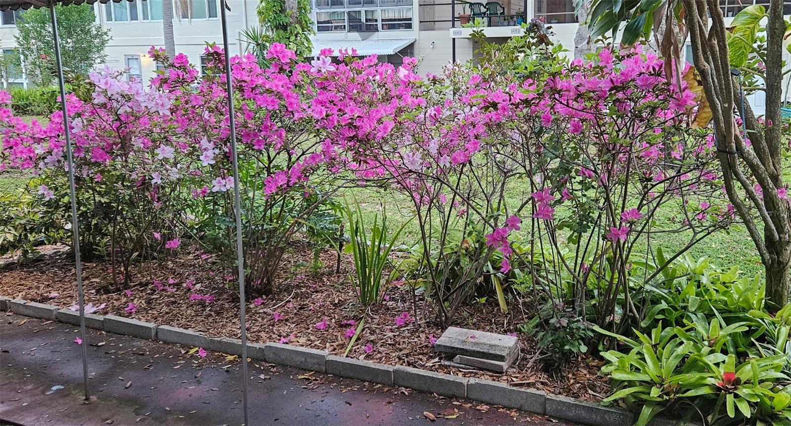 Picture of patio when the azaleas are in bloom