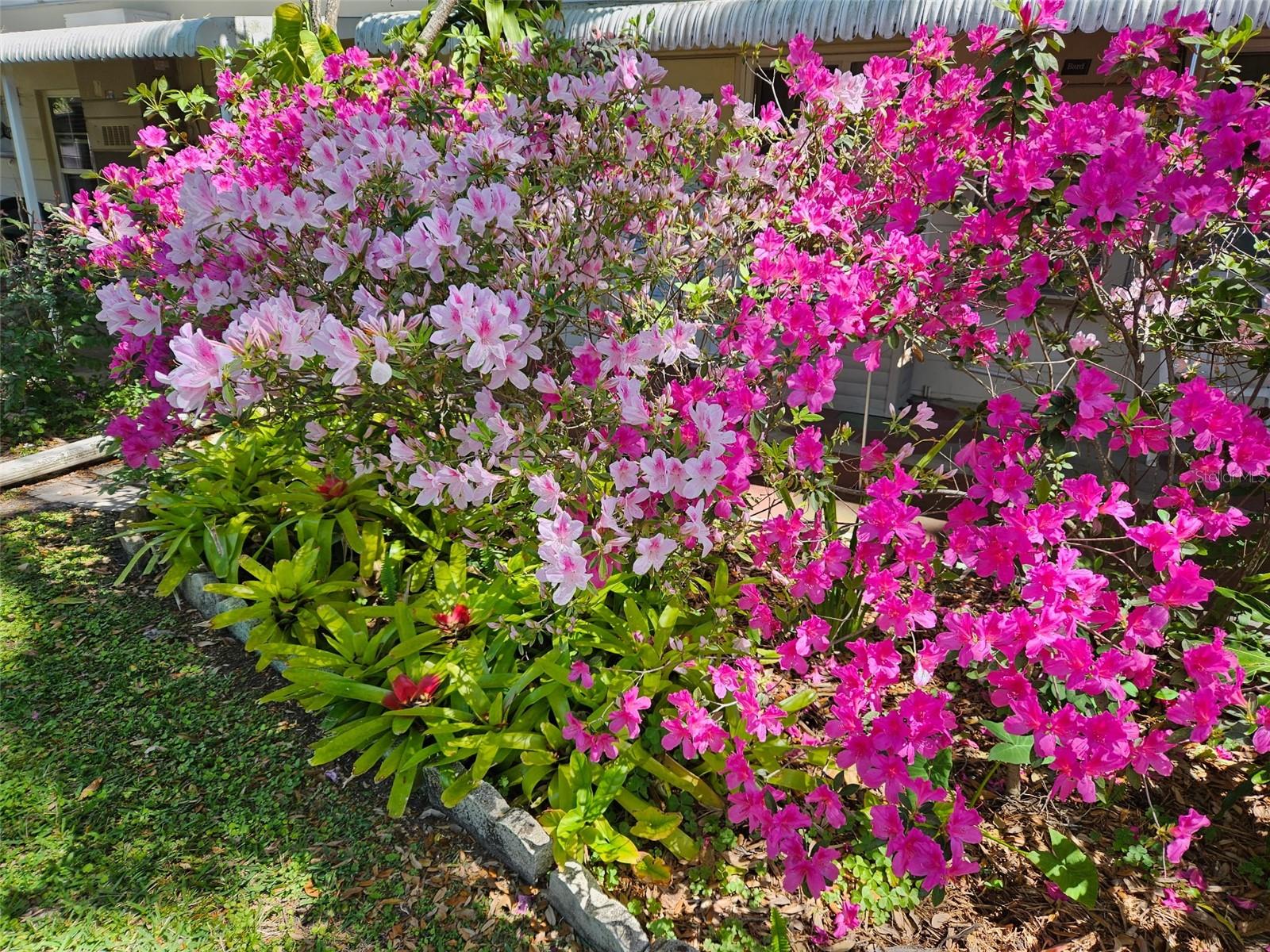 Beautiful Azaleas in Bloom