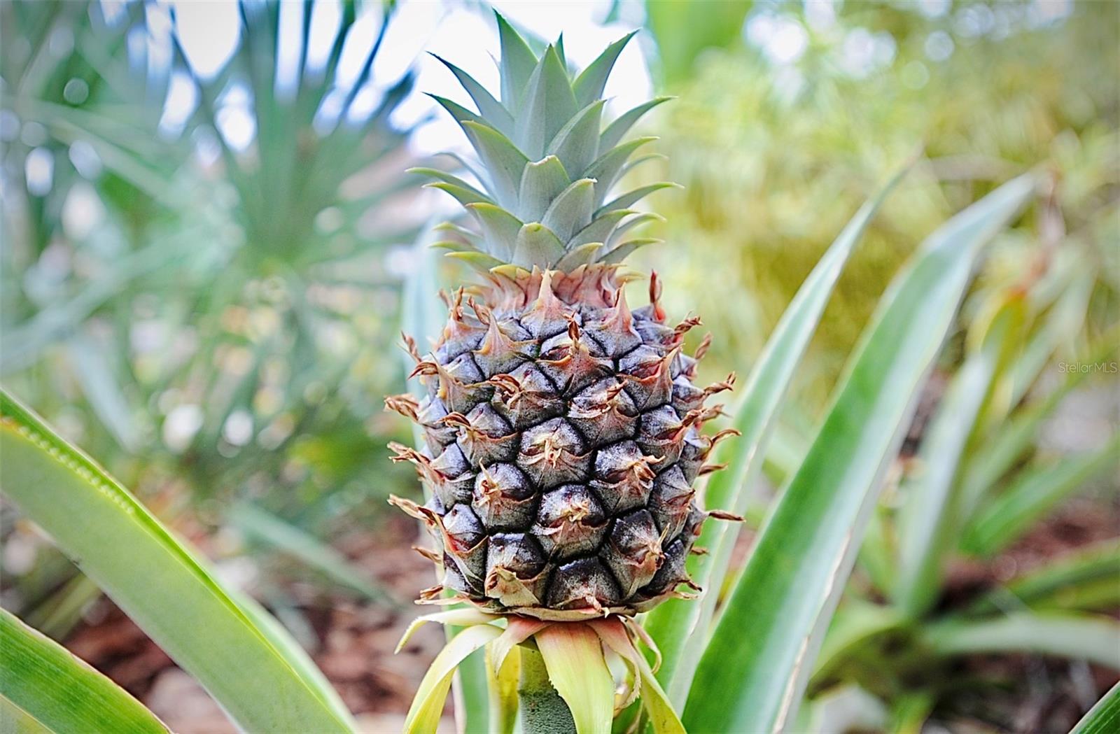 fruitful front yard perfect for tropical plants