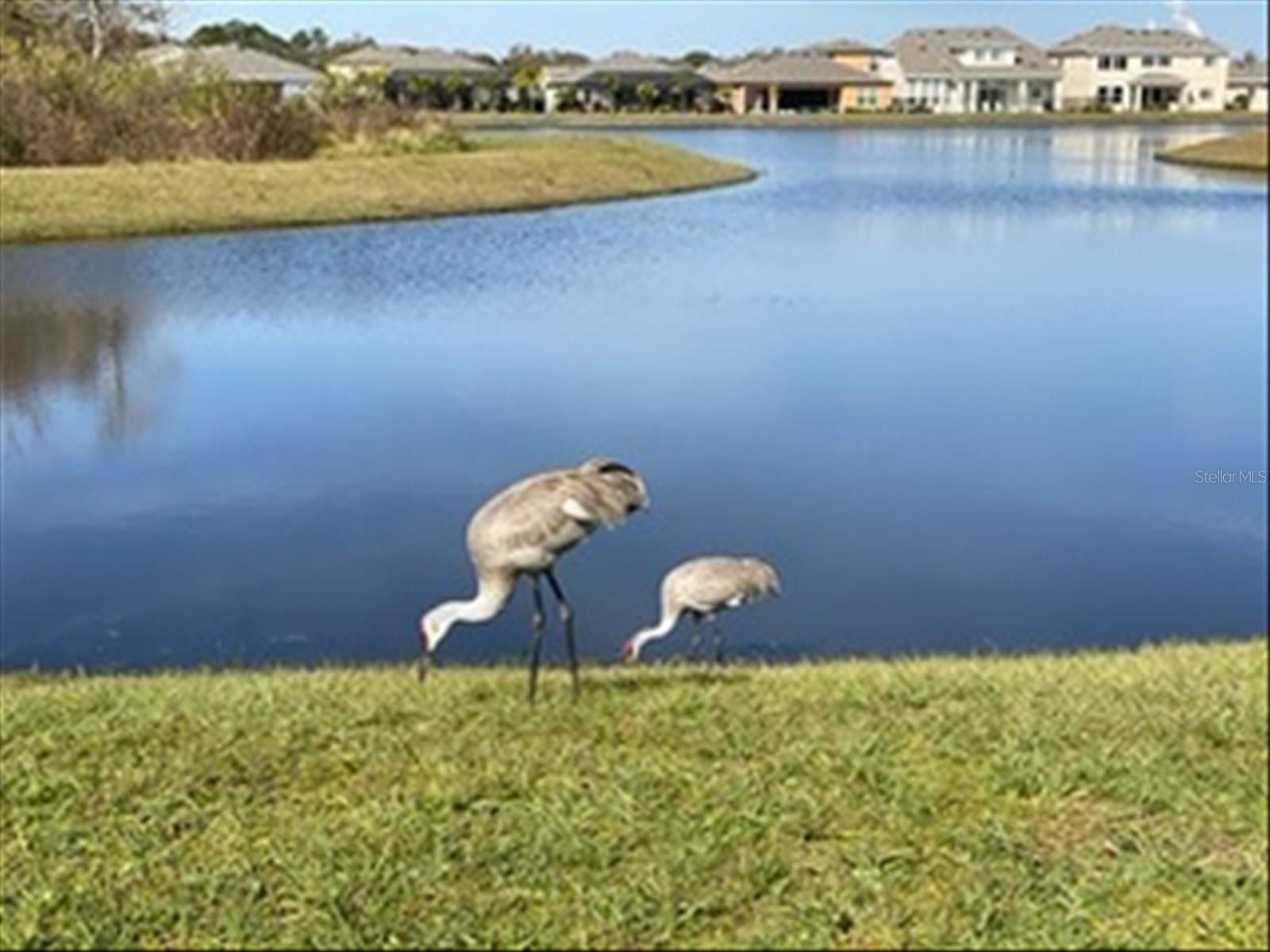 Wildlife in the Backyard