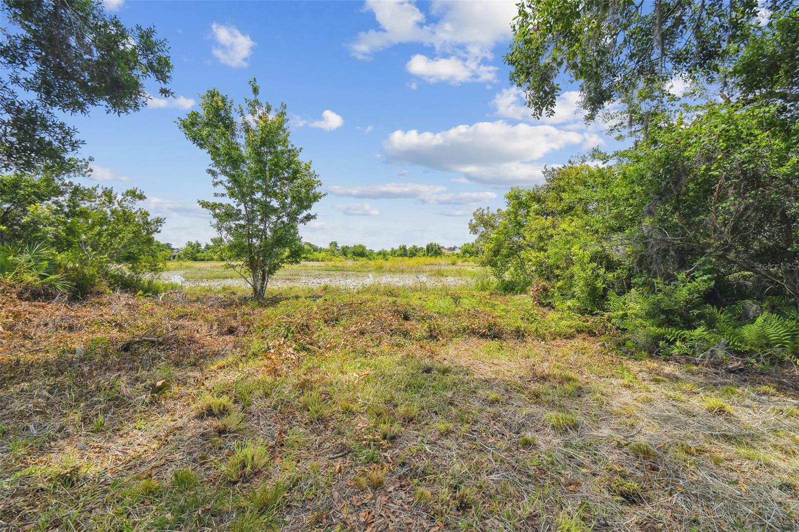 Pond view