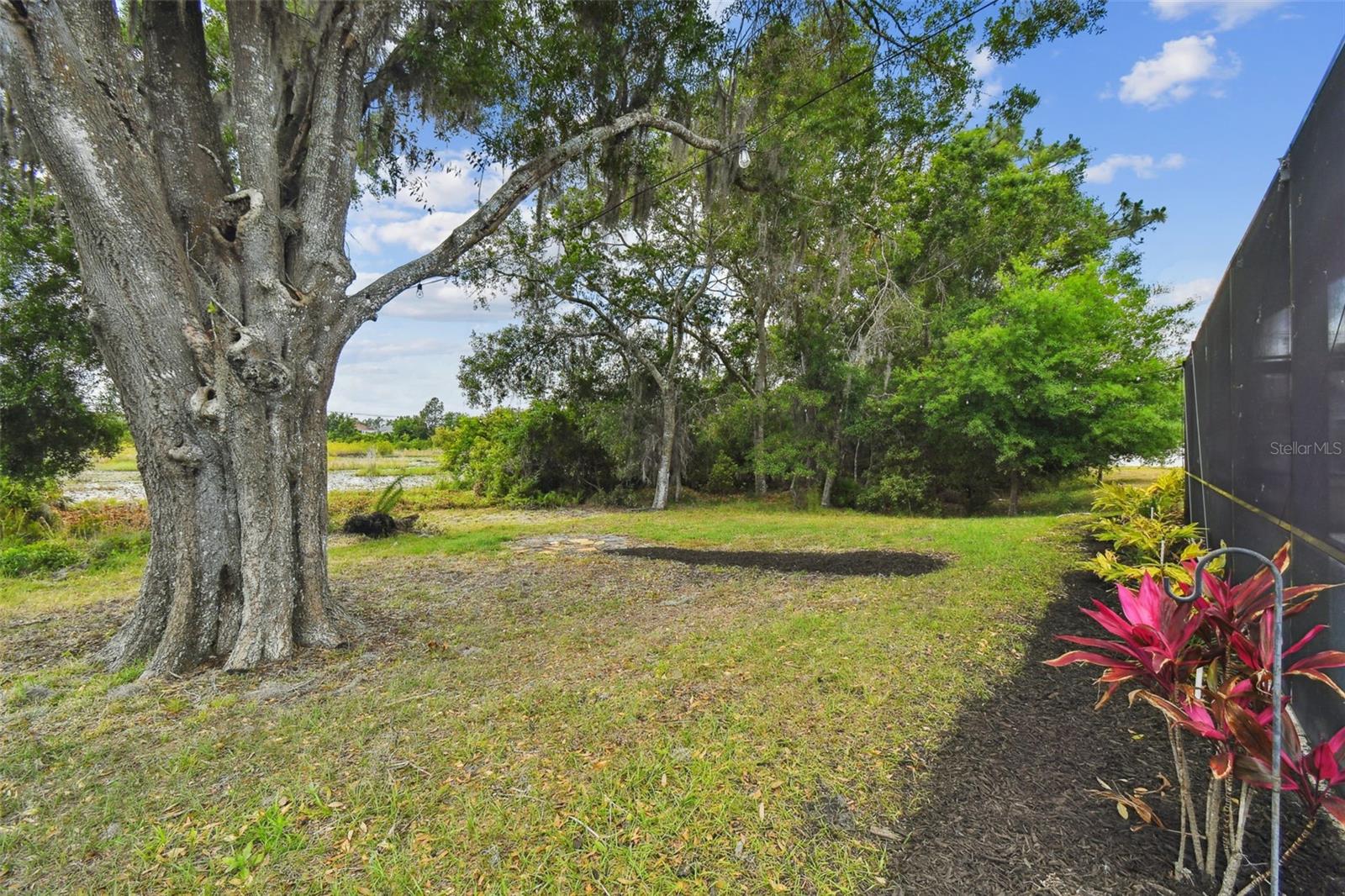 Back yard