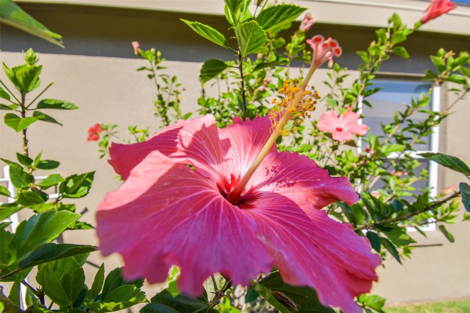 Tropical Florida Landscaping