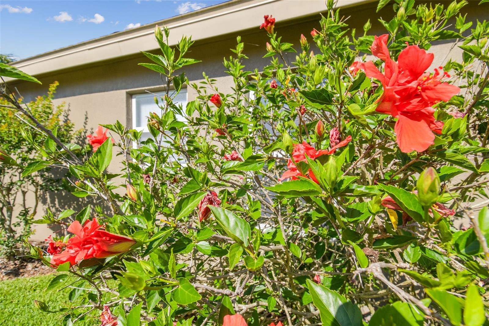 Tropical Florida Landscaping