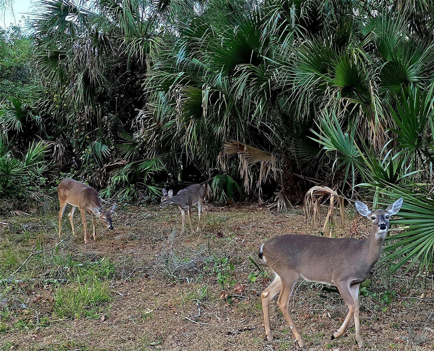 Deer in Neighborhood