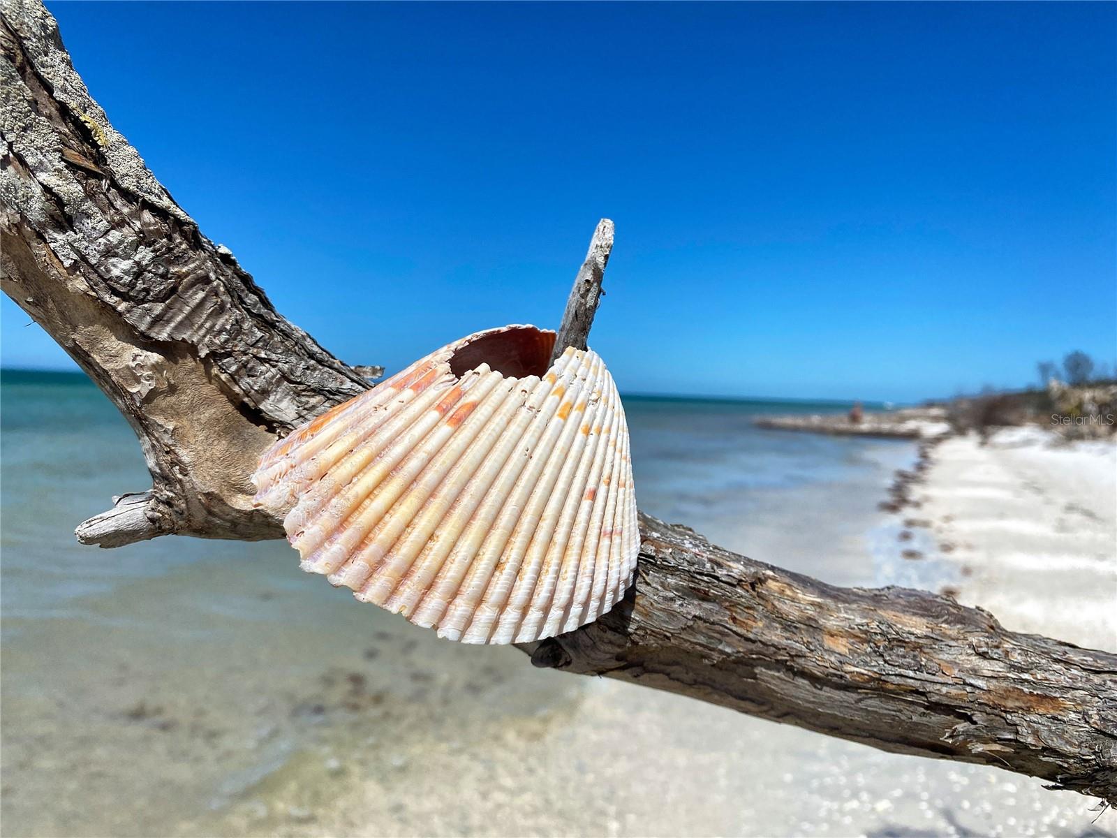 Dunedin Scenes Honeymoon Island