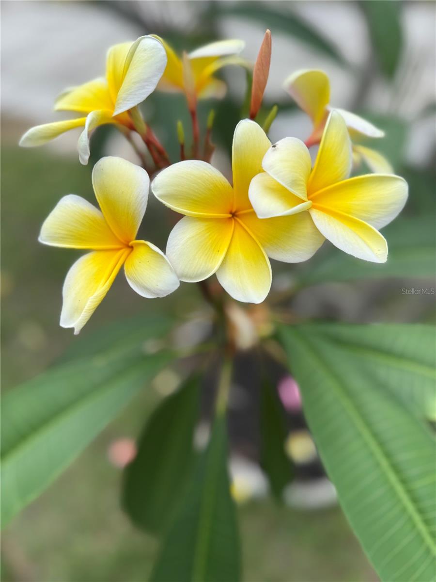 Plumeria in front yard has beautiful flowers