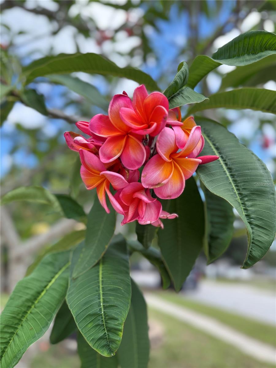 Gorgeous flowers say ‘Aloha’ to your new home
