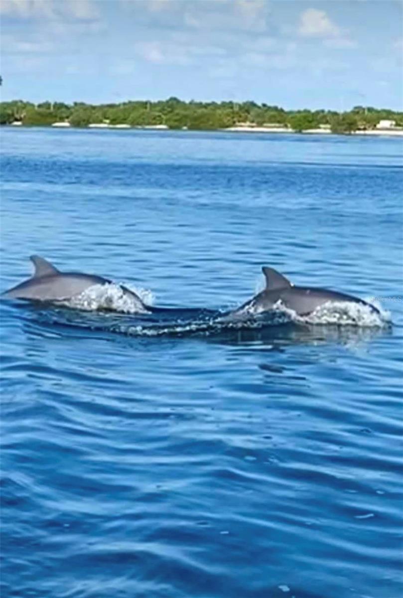 Dolphins by Palma pool