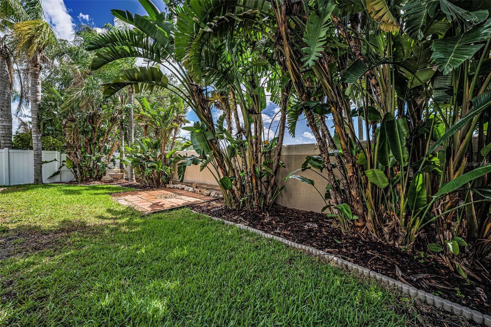 Palm Tree Landscape Buffer