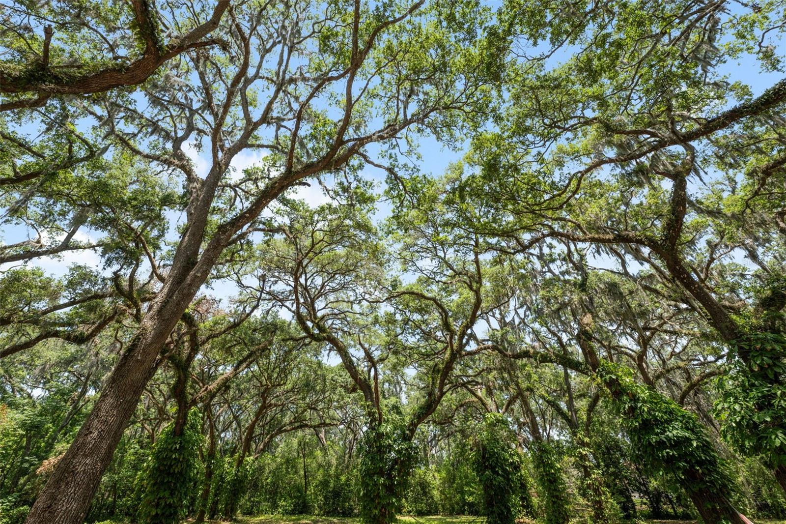 beautiful canopy oaks