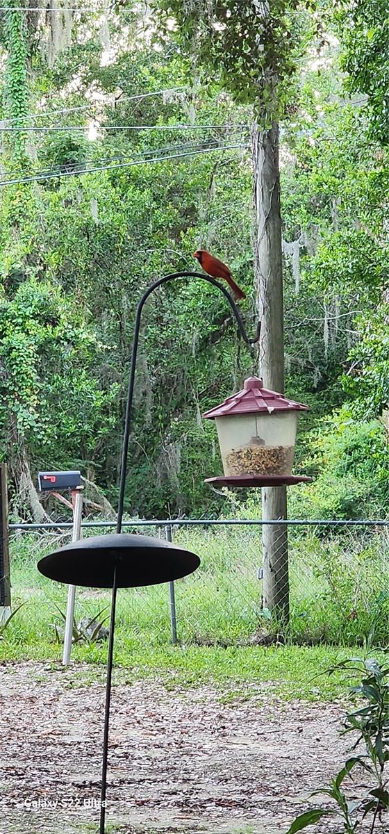 many cardinals visit daily