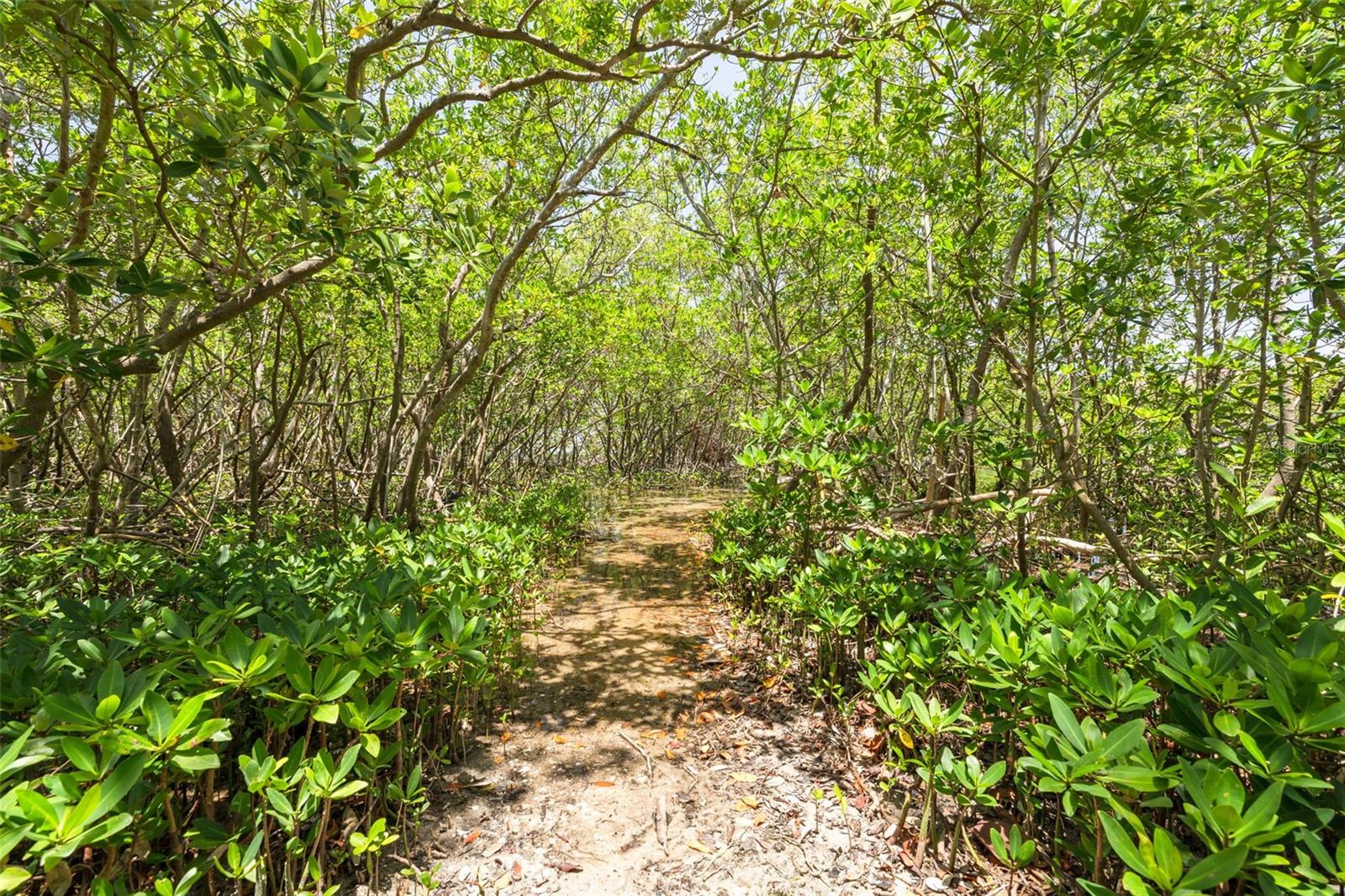 Trail