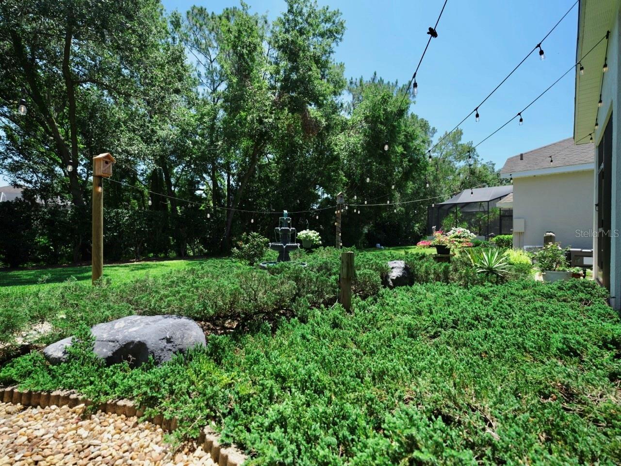 Back yard