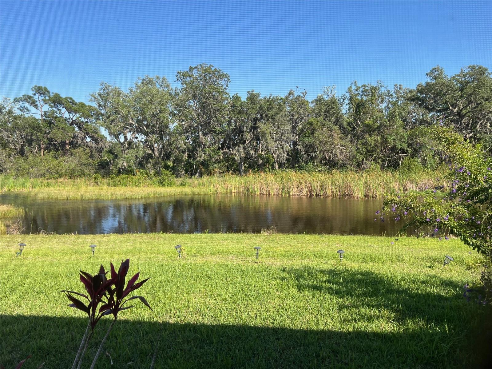 back yard