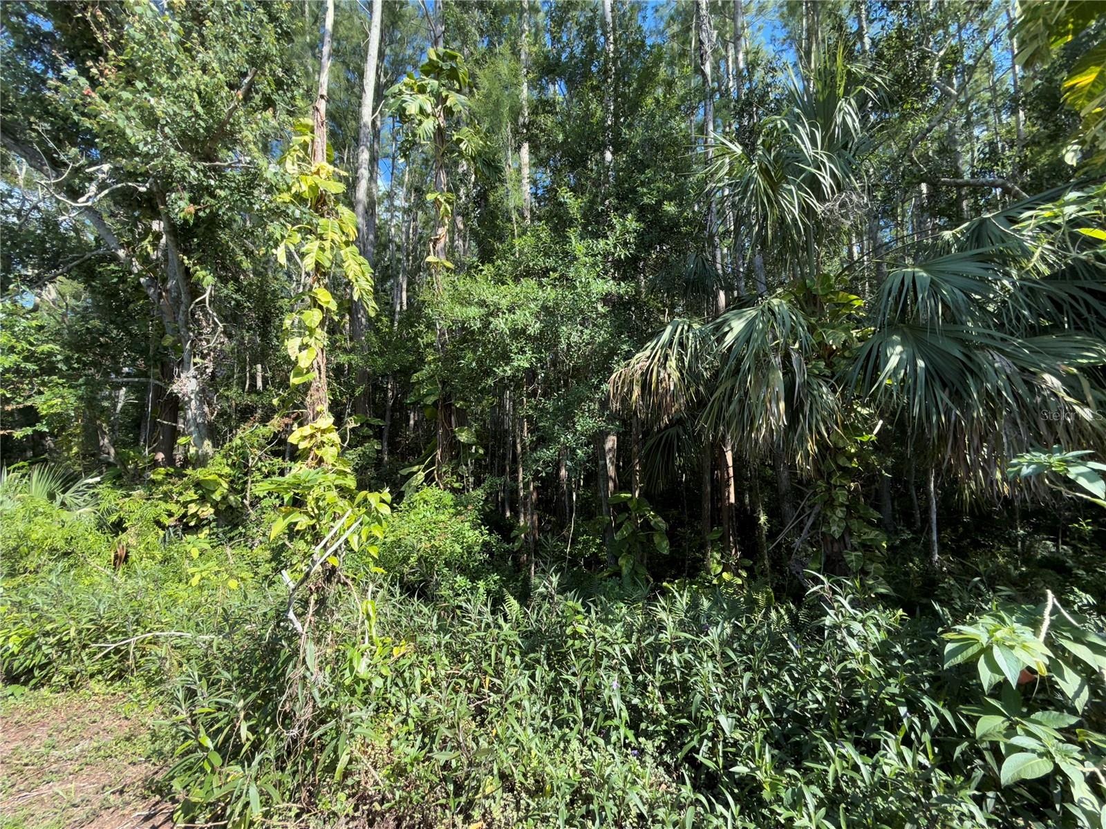This beautiful wooded area is serene and right outside your backdoor.