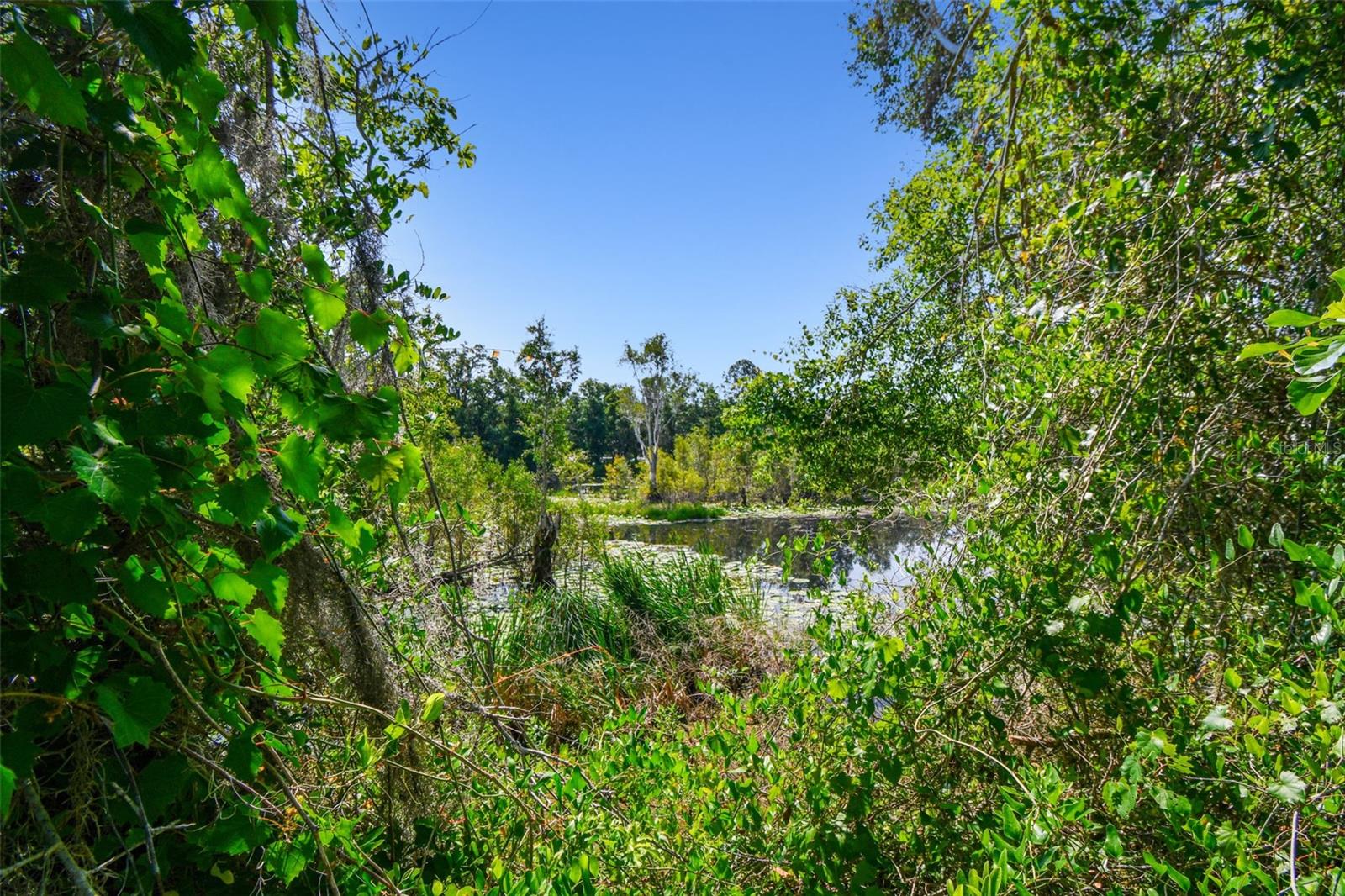 View of adjacent property’s pond