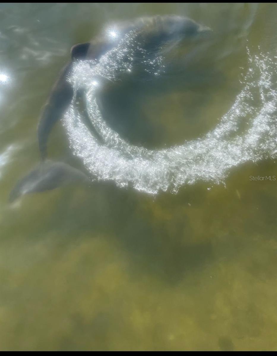 Dolphins often seen playing by the dock