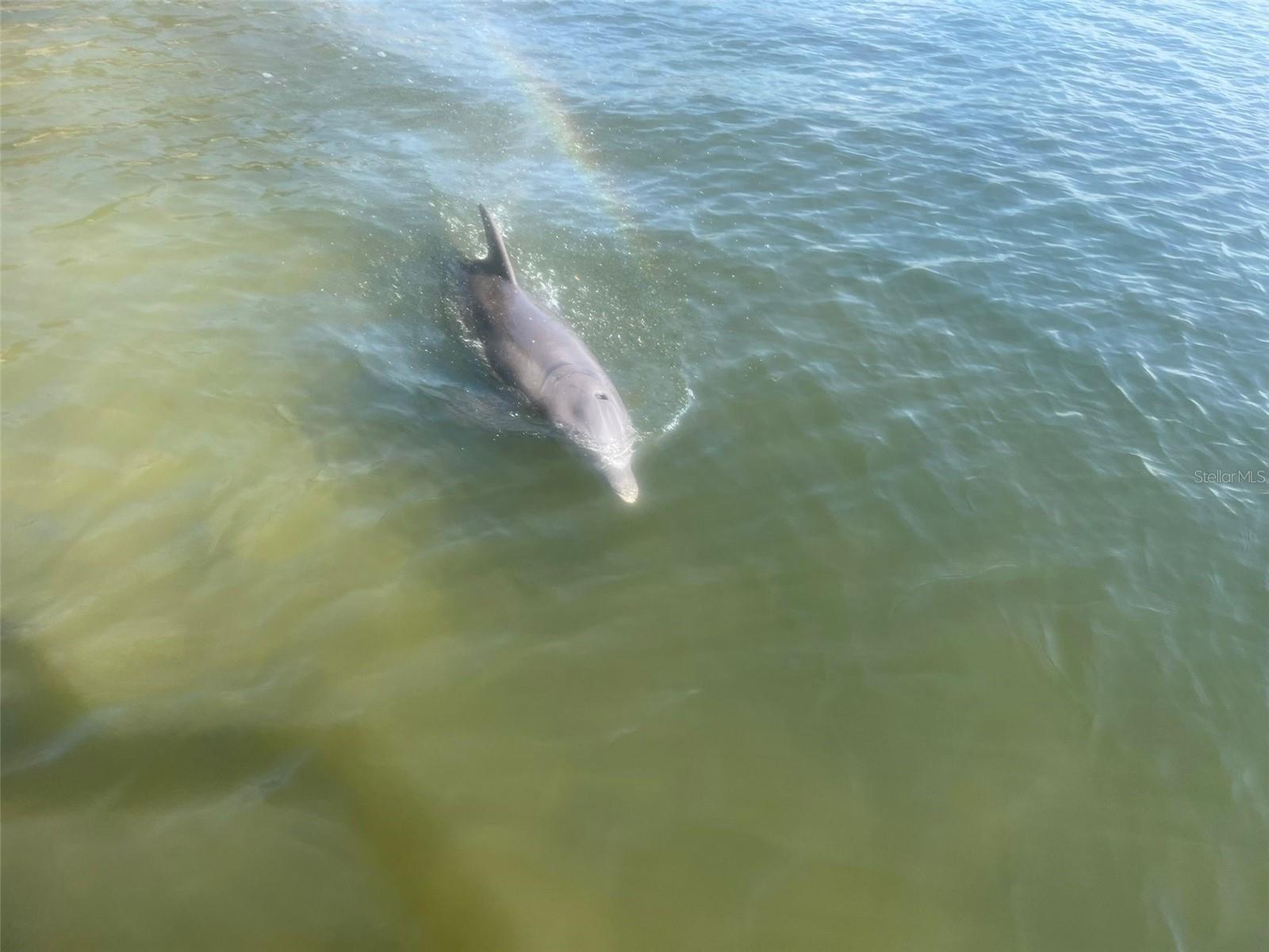 The Bayou has many dolphins and manatees that come right up to the dock to visit.