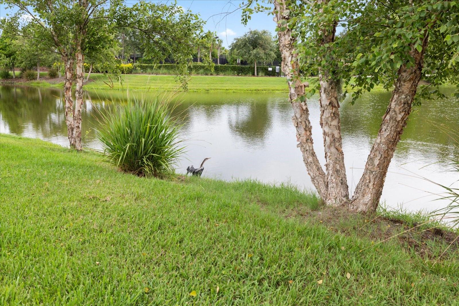 Backyard views of  pond