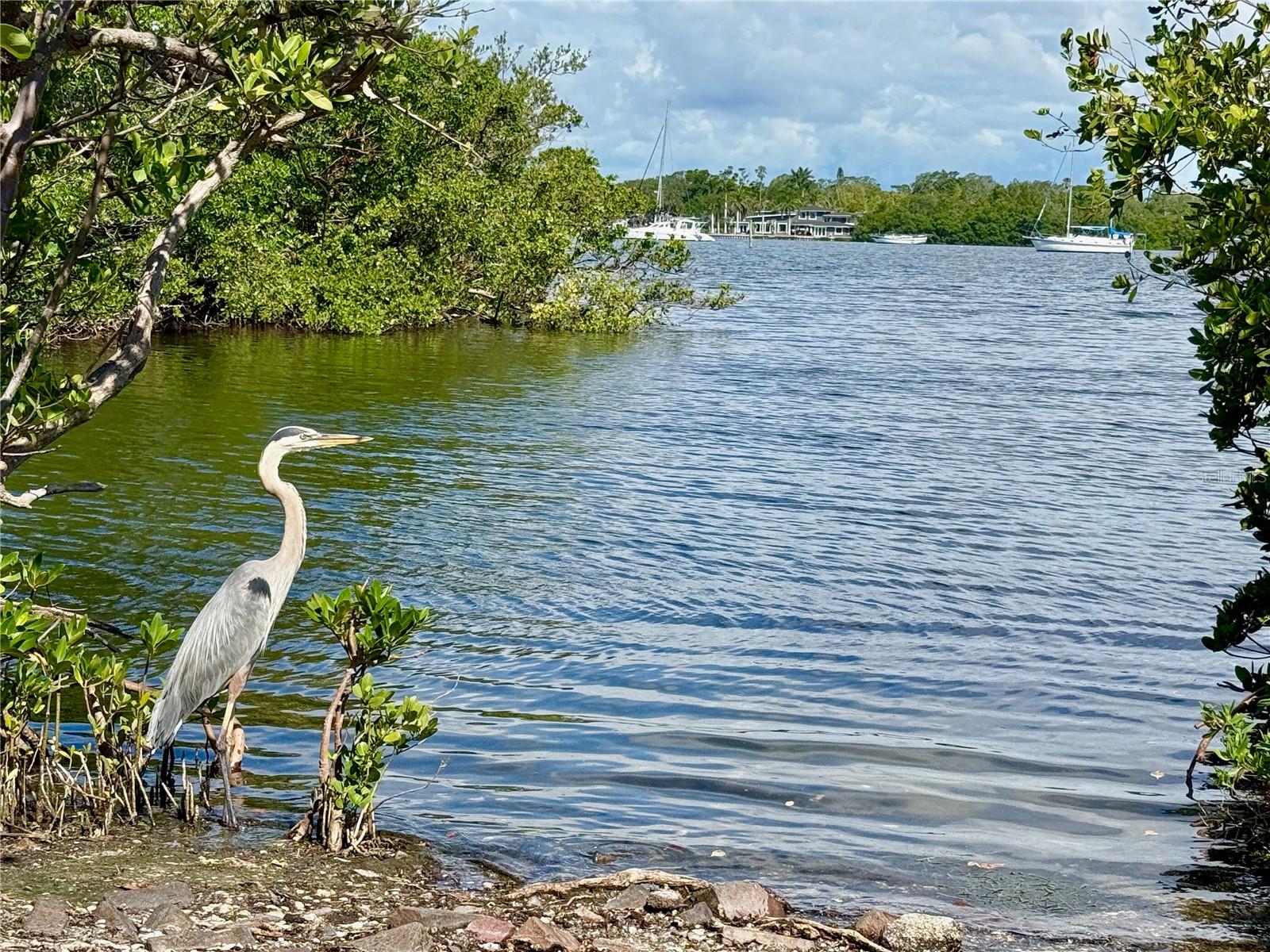 A blue heron enjoying a beautiful day on Coquina Key.