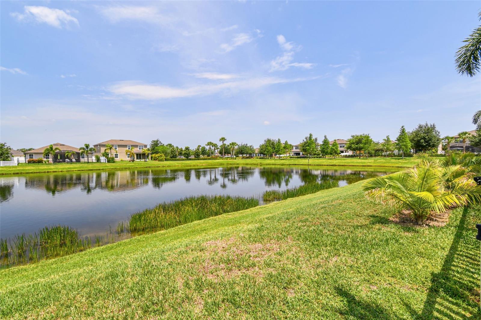 Pond view