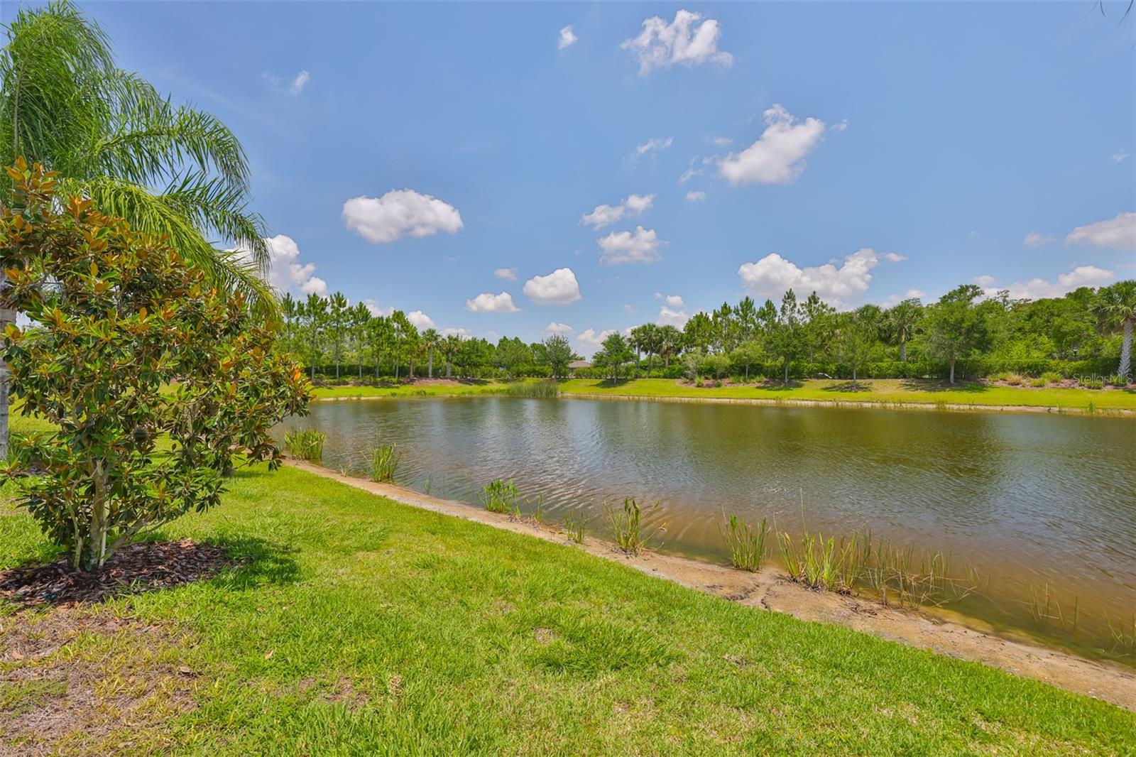 Pond View
