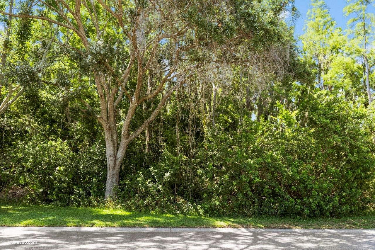 Deep conservation across the street (no neighbors in front or behind)
