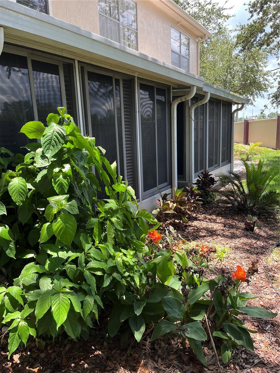 back yard