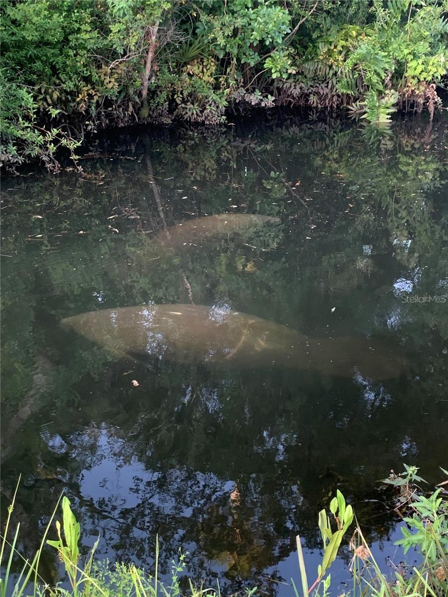 Manatees in the Cotee River at Riverwalk Preserve
