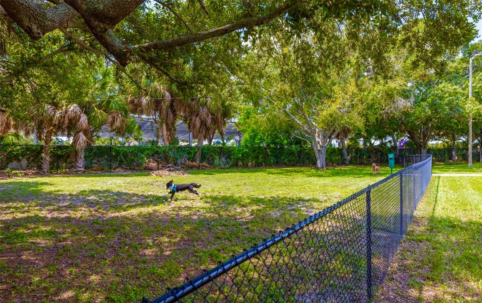 Dog Park