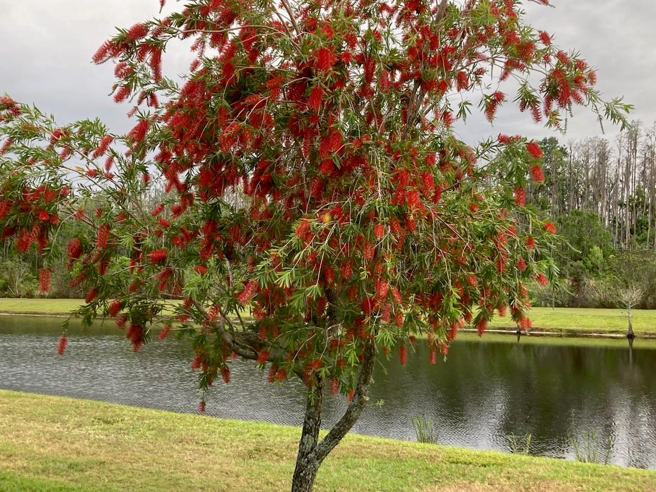 Owner's photo of Crimson Bottle Brush Bush in bloom.