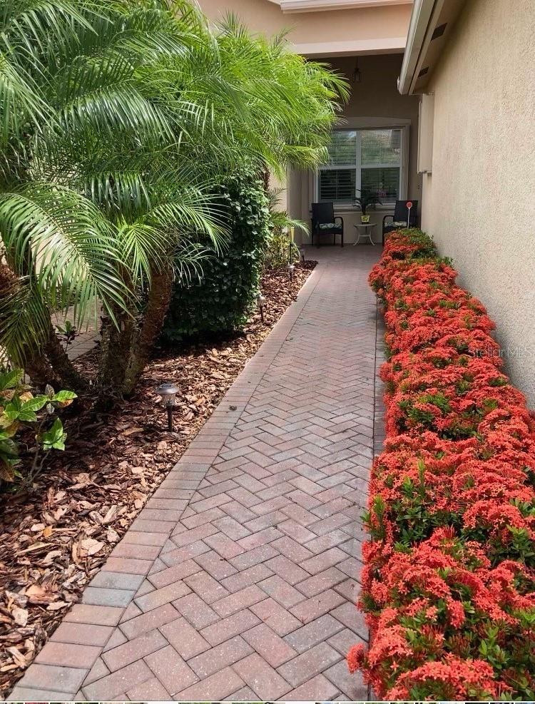 Owner's picture of ixoras in full bloom!