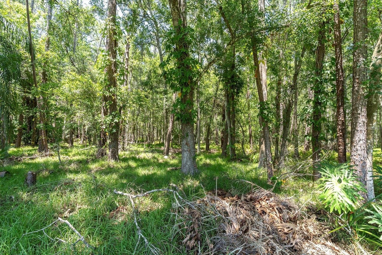 Wooded Conservation behind the home