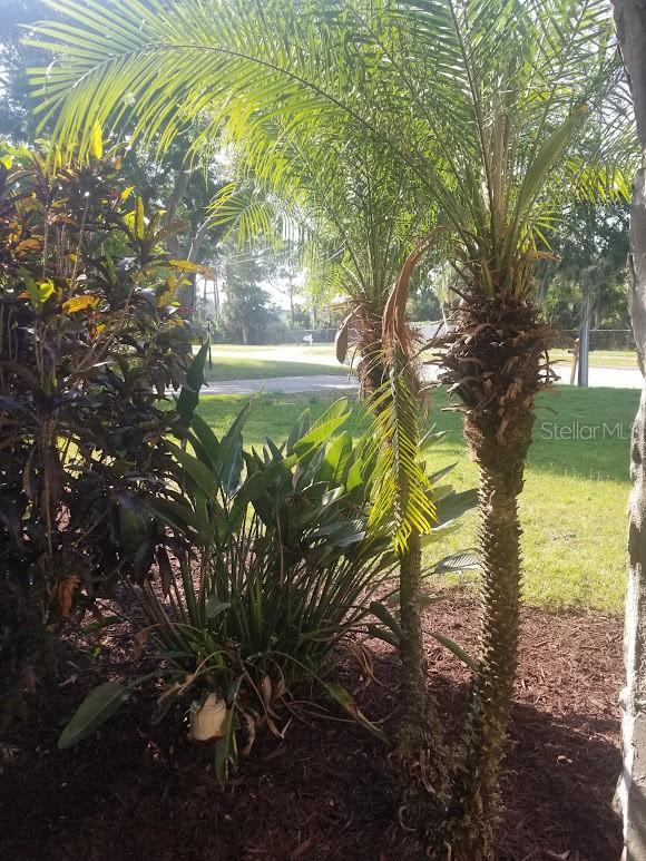 front yard