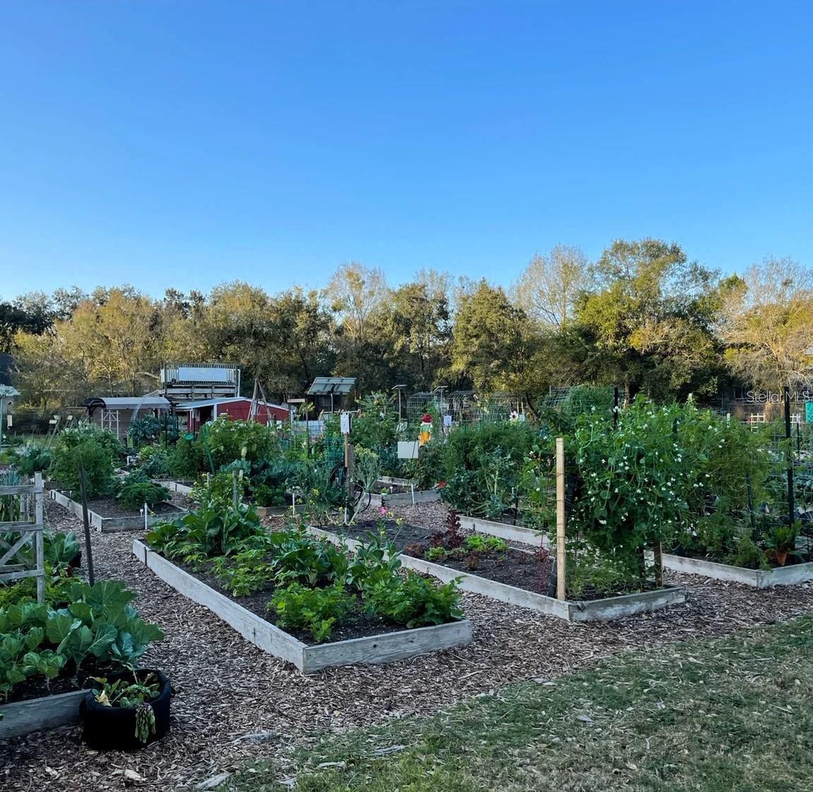 Community garden