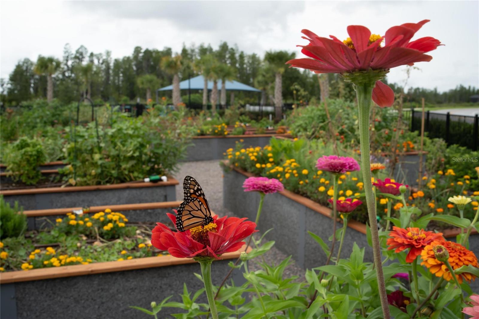 Community vegetable/ flower garden